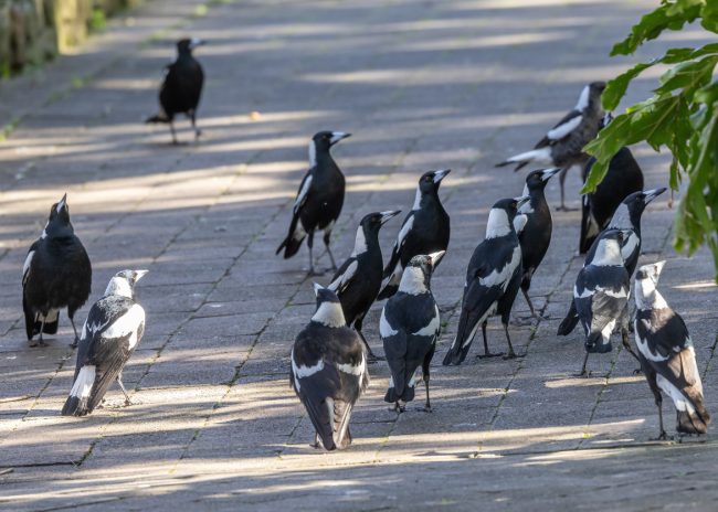 Magpie Season: Keeping You Kids Safe from Spring Swoops