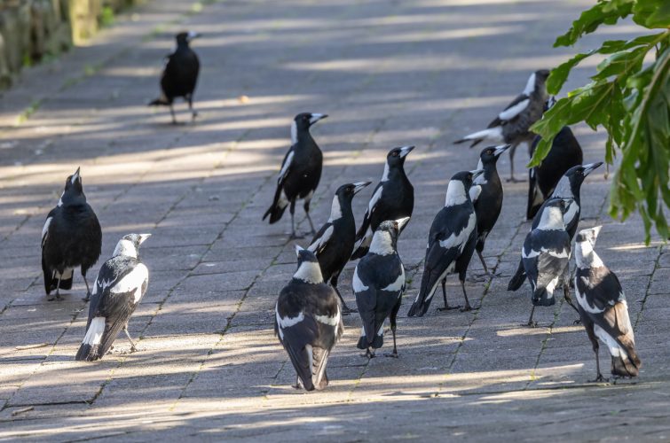 Magpie Season: Keeping You Kids Safe from Spring Swoops